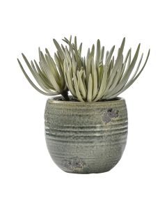 Crassula with Ceramic Pot 1 18012023003559