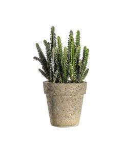 Cactus Cereus with Cement Pot Small 1 03112023004004