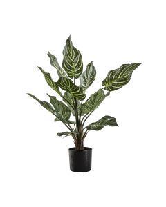 Calathea with 15 Leaves 1 17012023195820