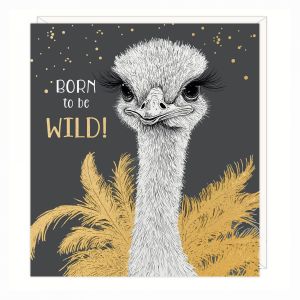 Born To Be Wild Greetings Card 6pk 1 27032025004034
